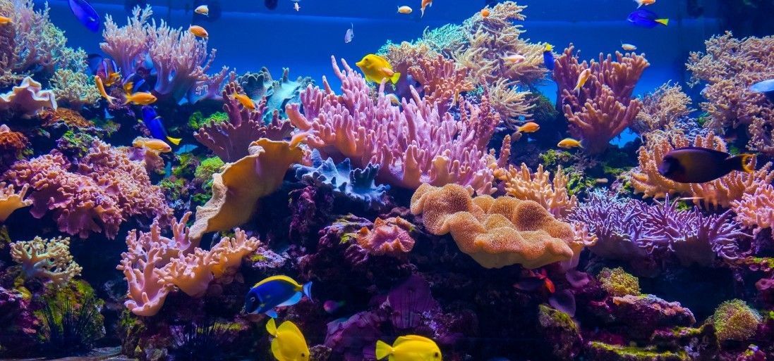 NFT в борьбе за возрождение коралловых рифов