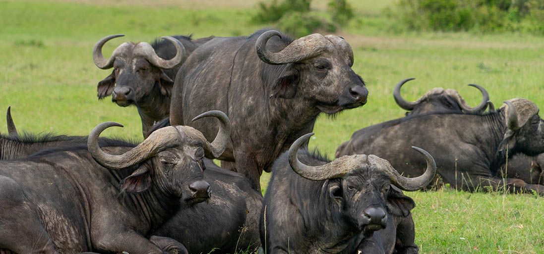 В Зимбабве запускается система отслеживания скота с поддержкой блокчейна Mastercard
