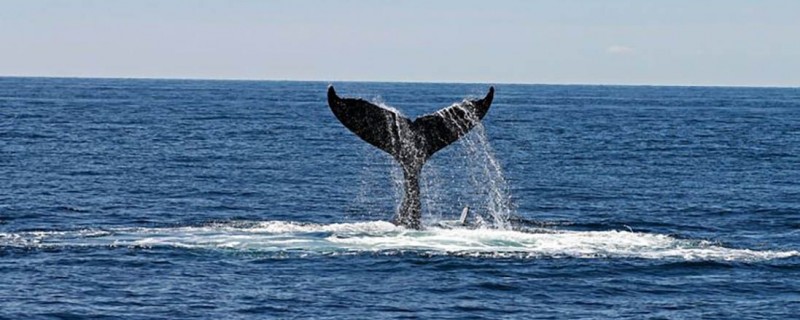 ETH-киты продолжают накапливать SHIB