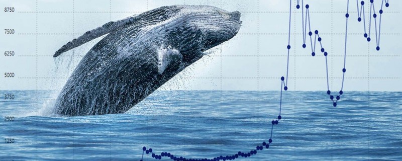 Феномен криптовалютного кита